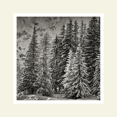 Trees at dawn #1