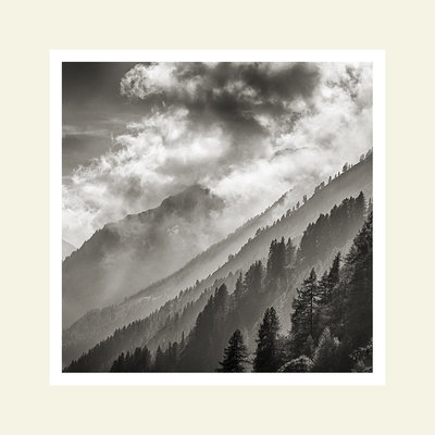 Cloudy Forest