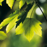 Green Leaves, colore cornice: scegli il colore, formato cornice: scegli il formato