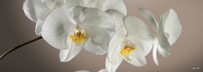 Orchidea per arredo, stampa su canvas TOP QUALITY