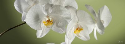 Orchidea per arredo, stampa su canvas TOP QUALITY