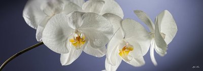 Orchidea per arredo, stampa su canvas TOP QUALITY
