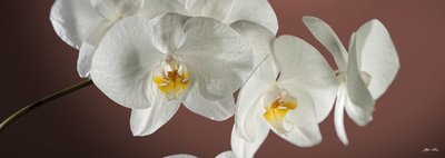 Orchidea per arredo, stampa su canvas TOP QUALITY