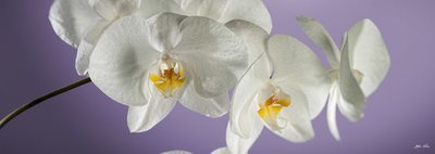 Orchidea per arredo, stampa su canvas TOP QUALITY