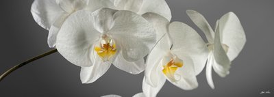 Orchidea per arredo, stampa su canvas TOP QUALITY