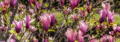 Magnolia in fiore