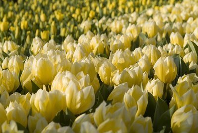 Tulipani