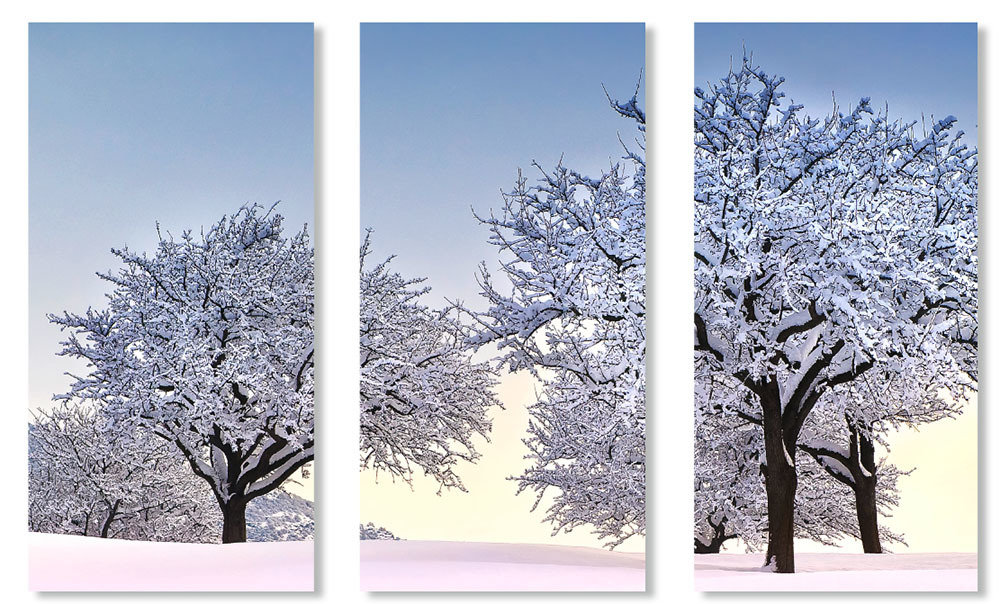 Apple trees at dawn