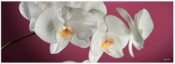 Orchidee Multicolore