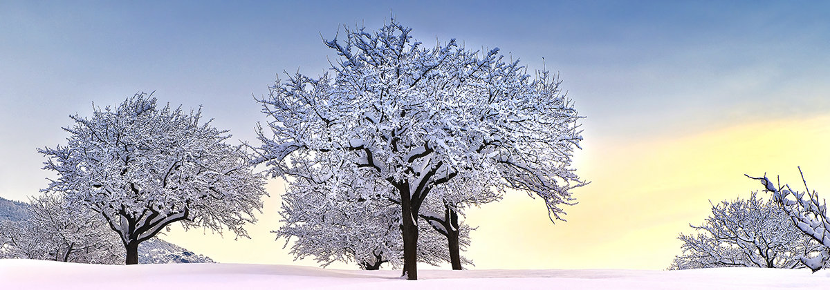 Apple trees at dawn