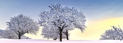 Apple trees at dawn