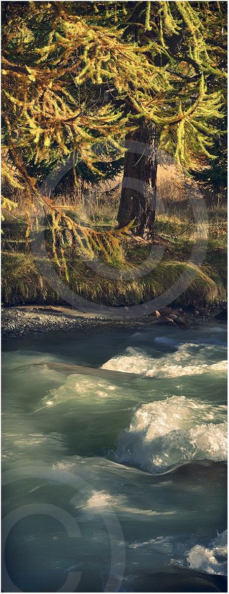 Water Life #1 - limited edition