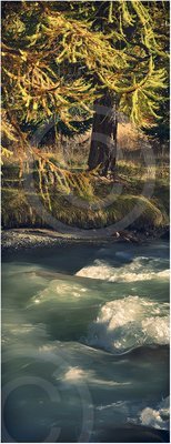 Water Life #1 - limited edition