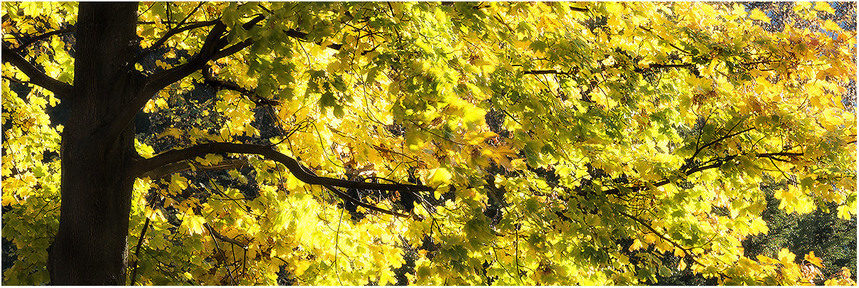 Peace Yellow - limited edition