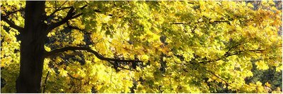 Peace Yellow - limited edition