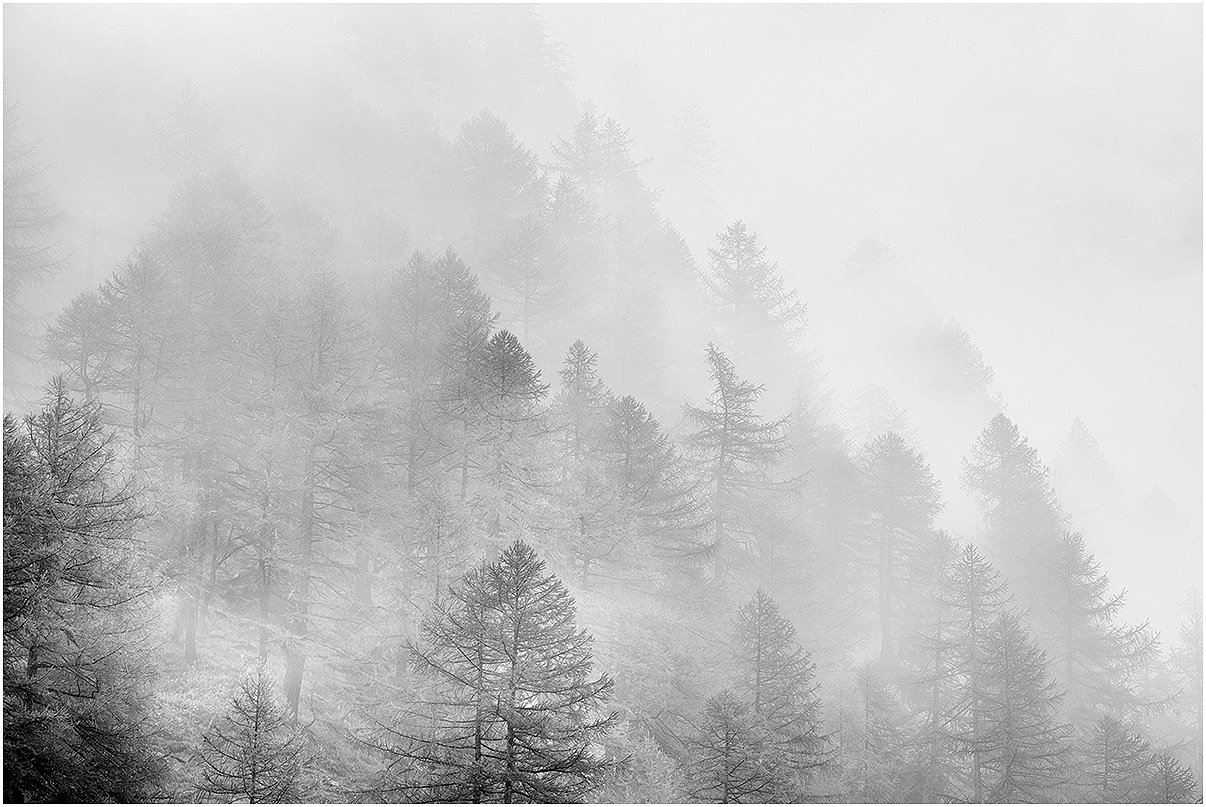 Nebbia tra gli alberi