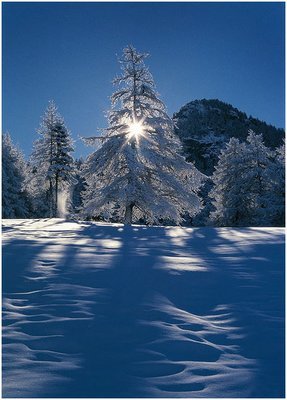 Winter Star - Aosta Valley - su canvas