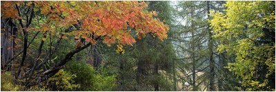 Autunno nel bosco