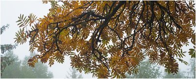 Rami d'autunno