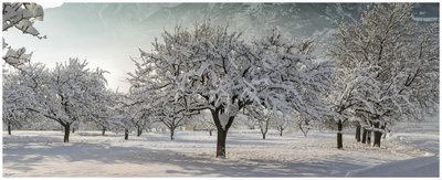 Apple Trees