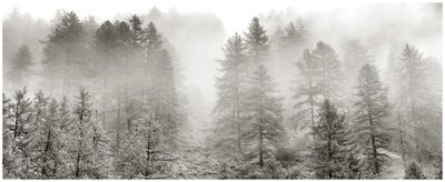 Foggy Forest