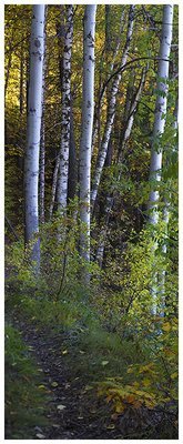 Birch forest - bosco di betulle