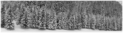 Alberi sotto la neve