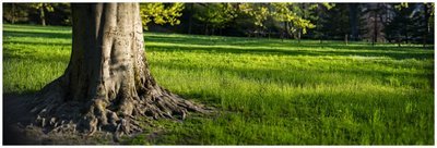 Il risveglio della terra