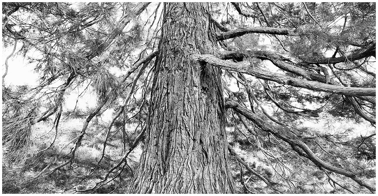 Sequoia