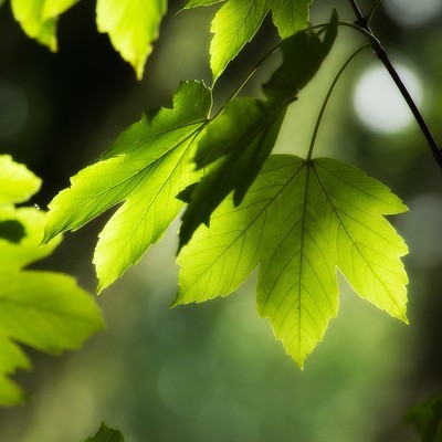 Green Leave