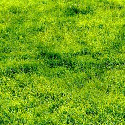 Grass