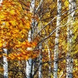 Autunno, betulle