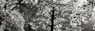Leaves in the wind