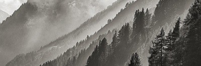 Cloudy Forest