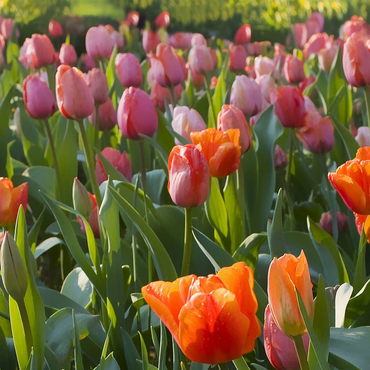Tulipani