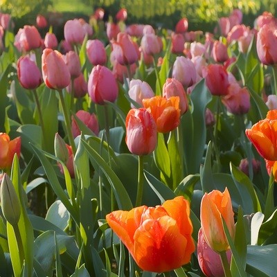 Tulipani