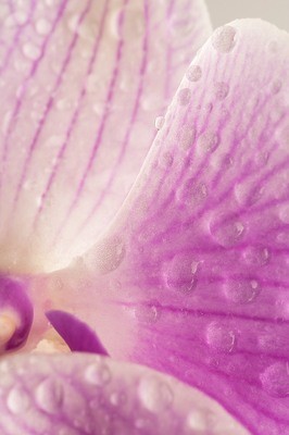 Orchidea - particolare