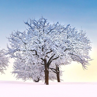 Meli innevati