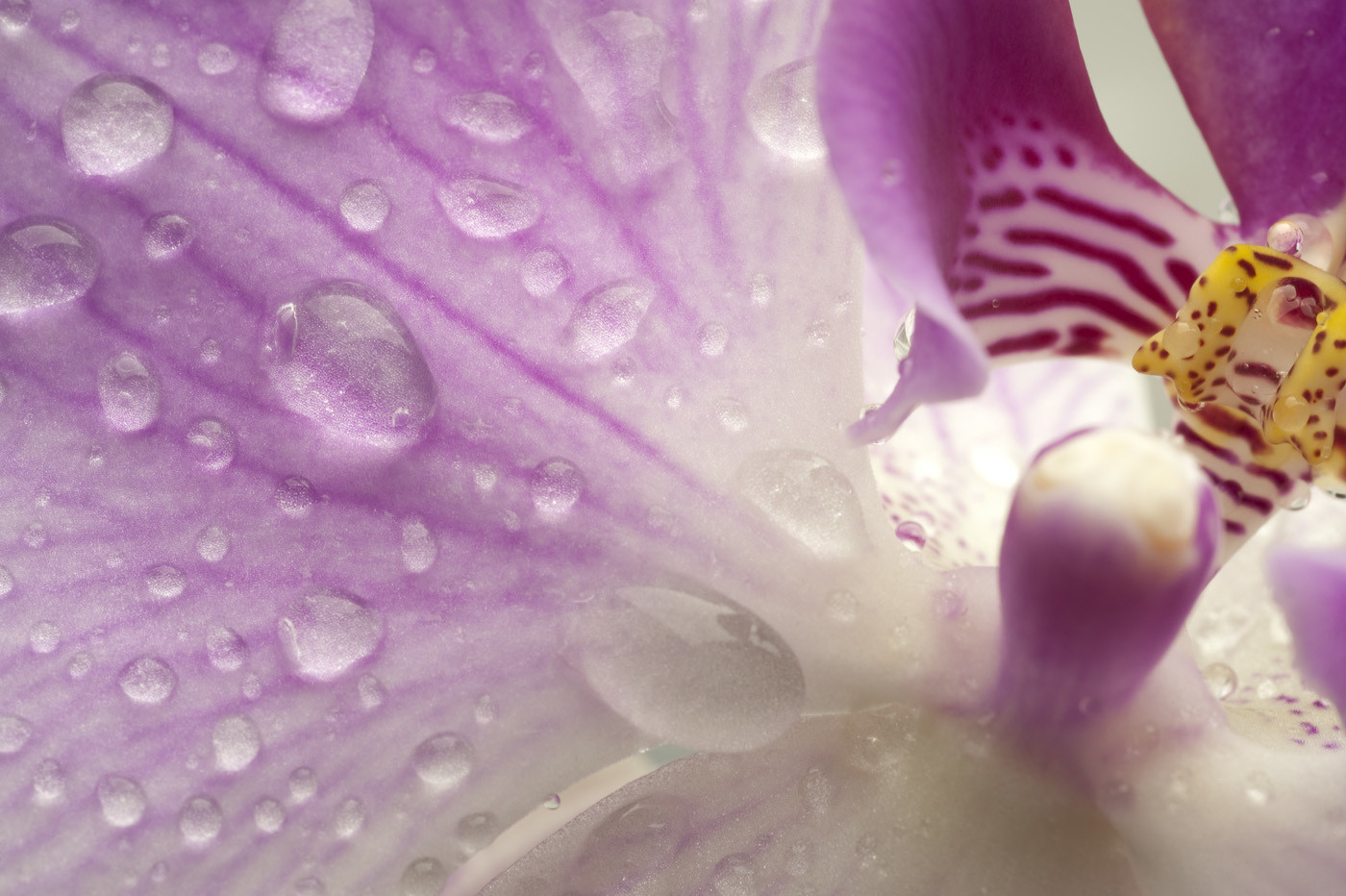 Orchidea - particolare