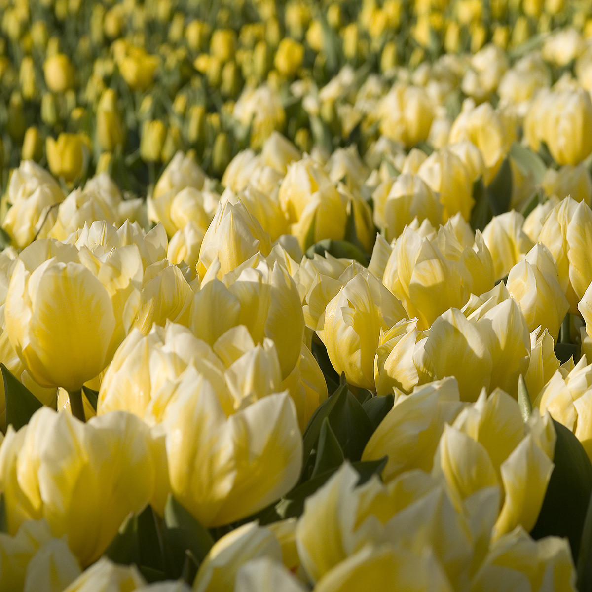 Tulipani gialli