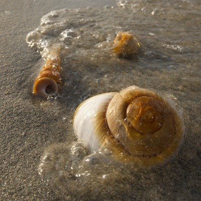 Conchiglie