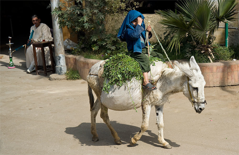 the donkey and the boy - Egypt