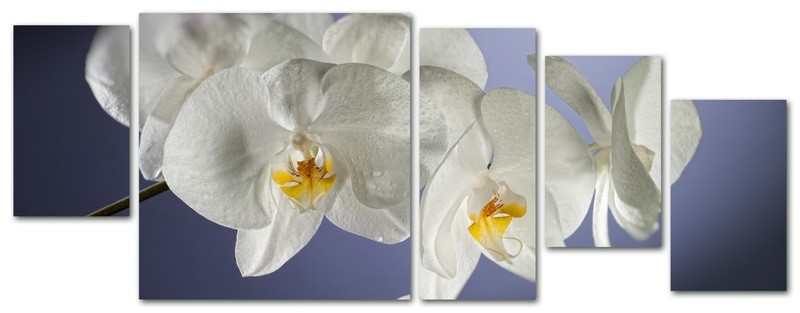 orchidea multiformato 5pezzi / 203x76 cm codice 023