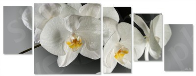 orchidea multiformato 5pezzi / 203x76 cm codice 024
