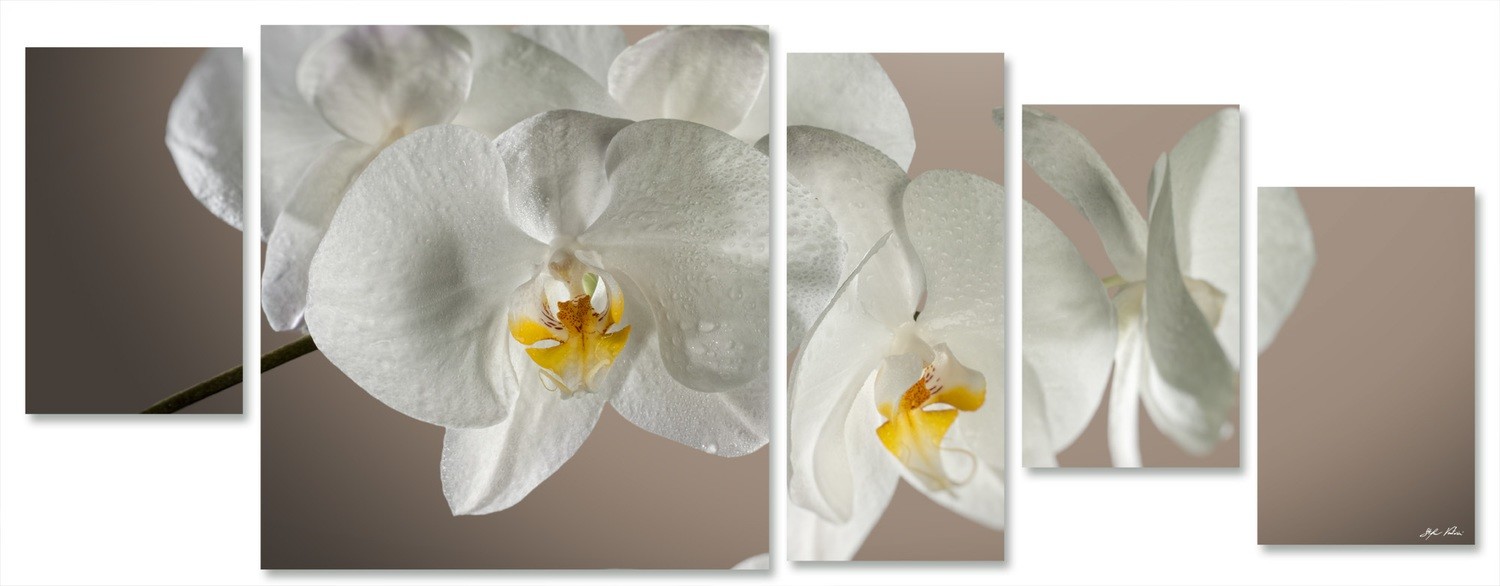 orchidea multiformato 5pezzi / 203x76 cm codice 031