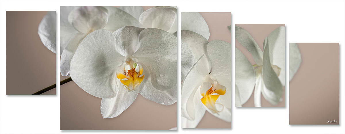 orchidea multiformato 5pezzi / 203x76 cm codice 064