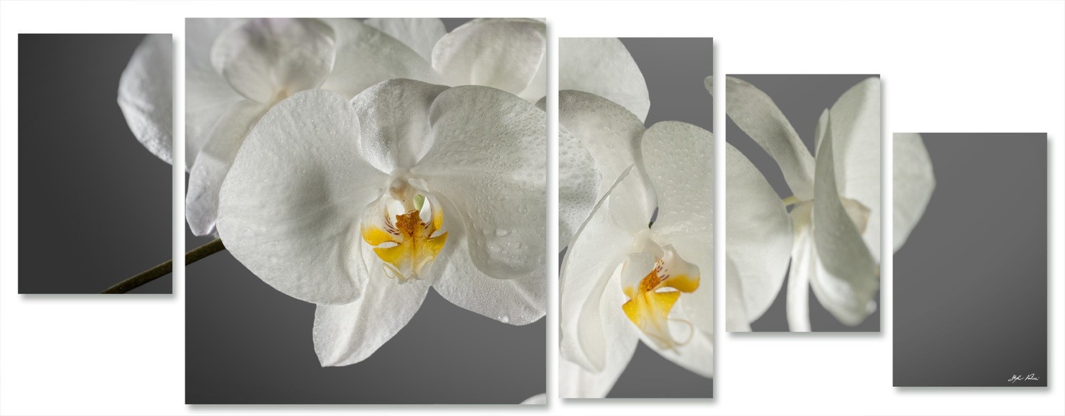 orchidea multiformato 5pezzi / 203x76 cm codice 030