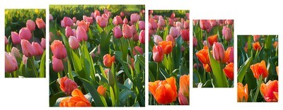 Tulipani multiformato 5pezzi / 203x76 cm codice 032
