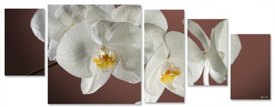 orchidea multiformato 5pezzi / 203x76 cm codice 029 orchidea multiformato 5pezzi / 203x76 cm codice 029