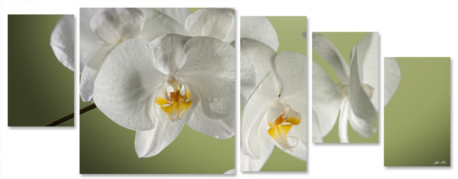 orchidea multiformato 5pezzi / 203x76 cm codice 026